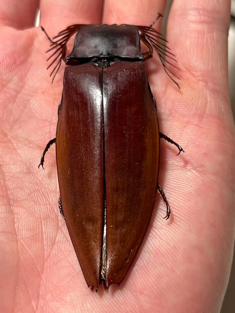 【米搗最大級】Oxynopterus sp.コメツキムシ 69mm ハムシ昆虫標