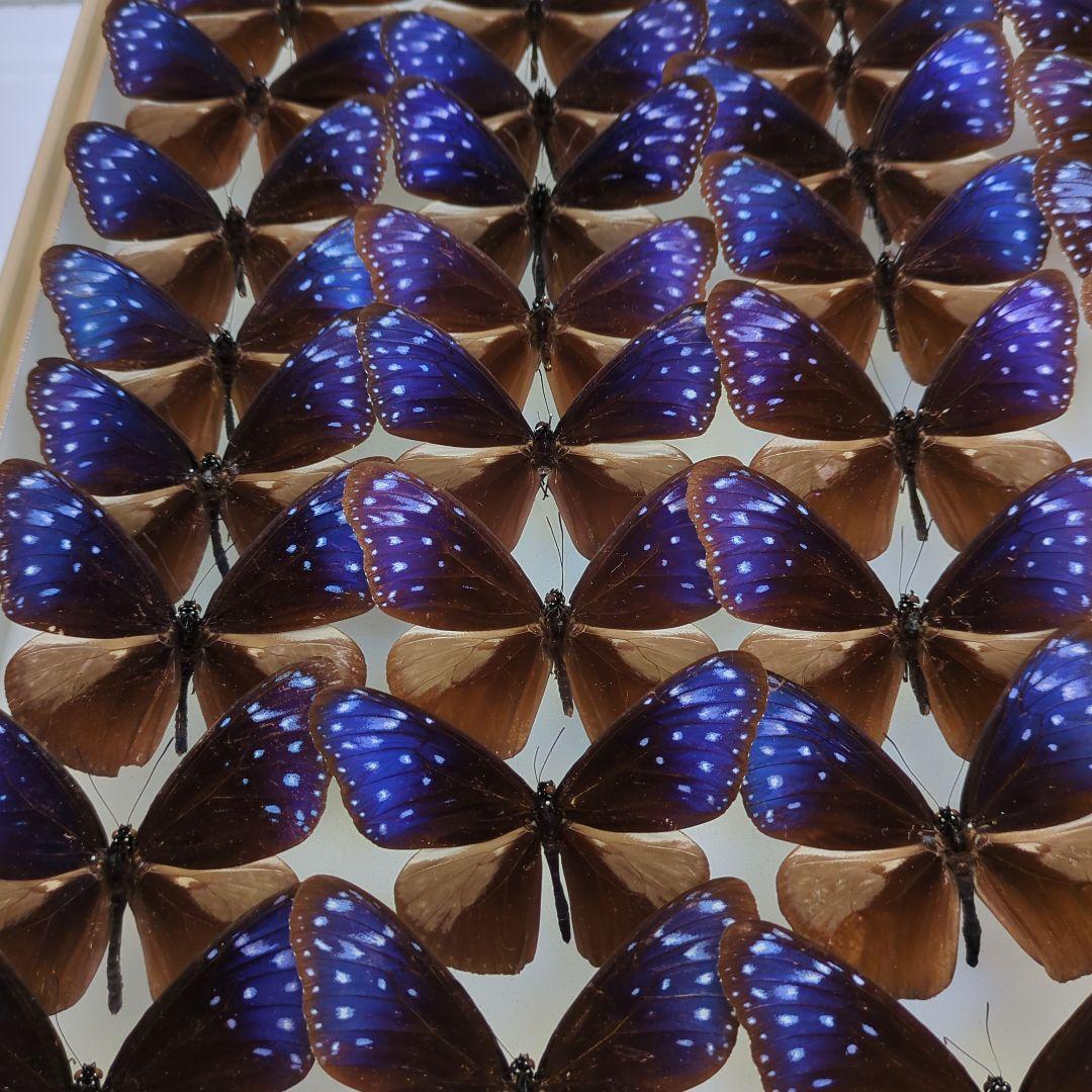 ツマムラサキマダラ54頭