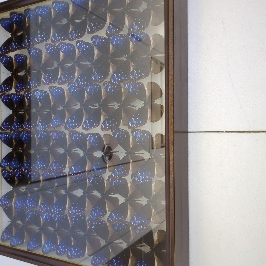 ツマムラサキマダラ54頭