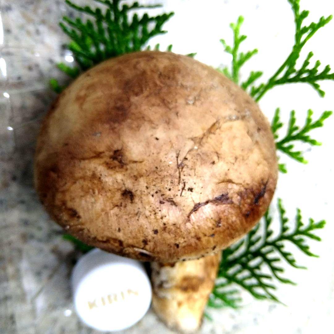 59.南信州産松茸約76g