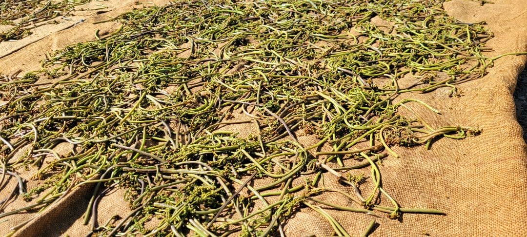 令和7年度　岩手県産乾燥わらび　1キロ