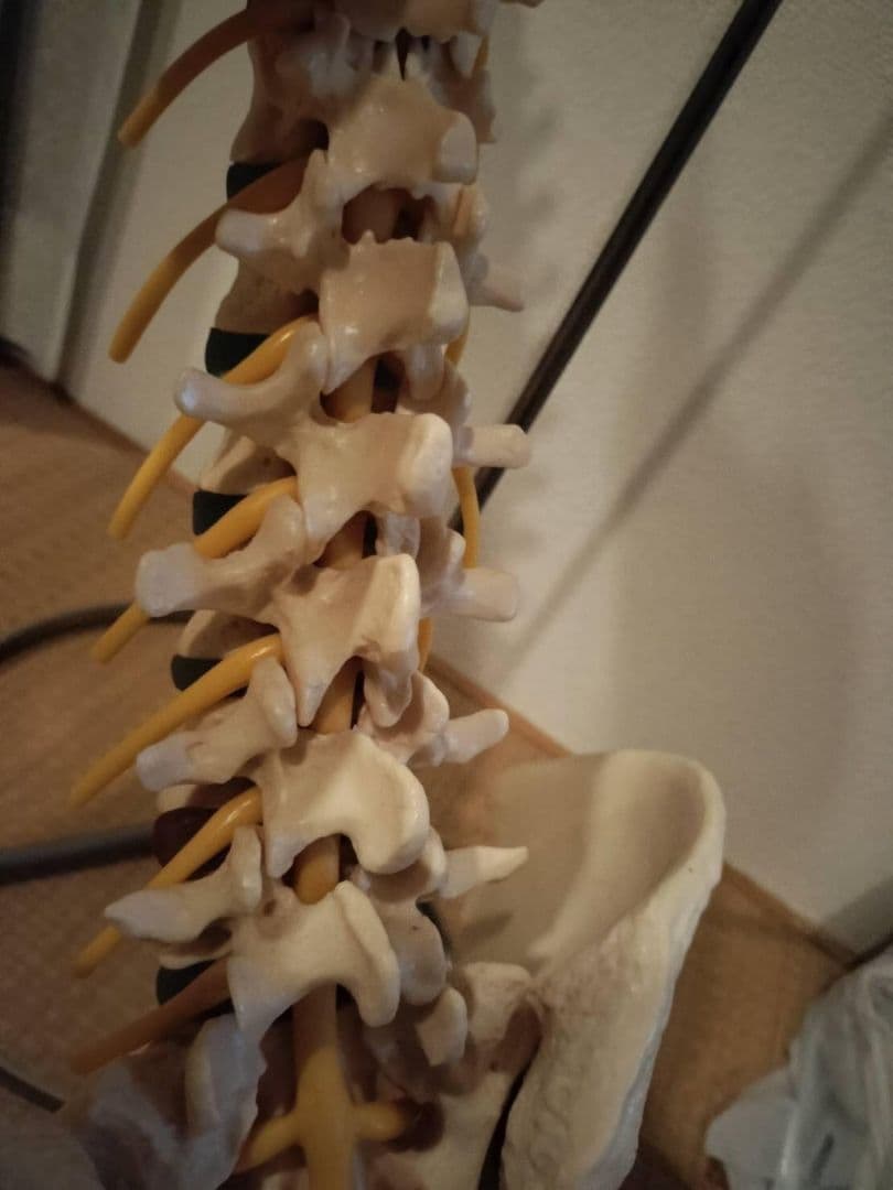 脊柱模型90cm 骨格標本 スタンド付き　人体模型　カイロ　整体　整骨院　鍼灸