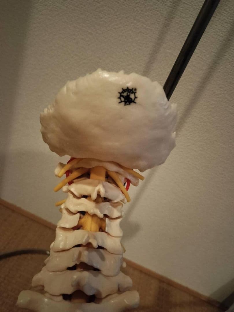 脊柱模型90cm 骨格標本 スタンド付き　人体模型　カイロ　整体　整骨院　鍼灸