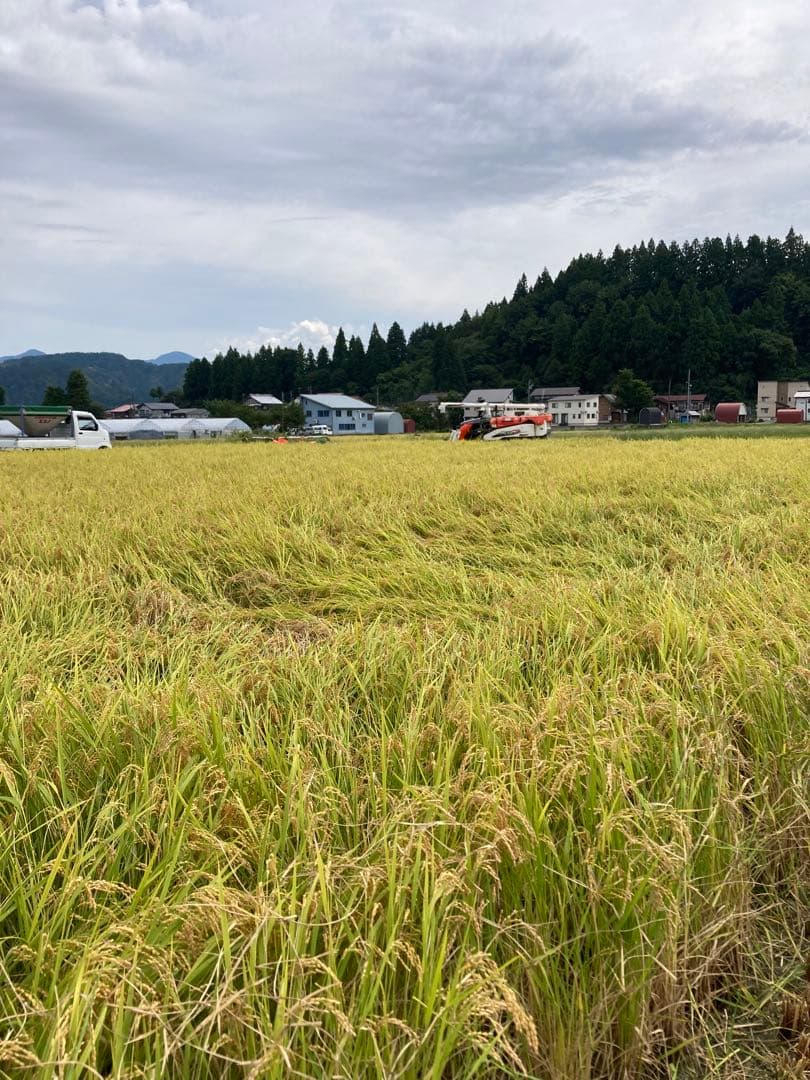 令和7年魚沼産コシヒカリ 精米10kg