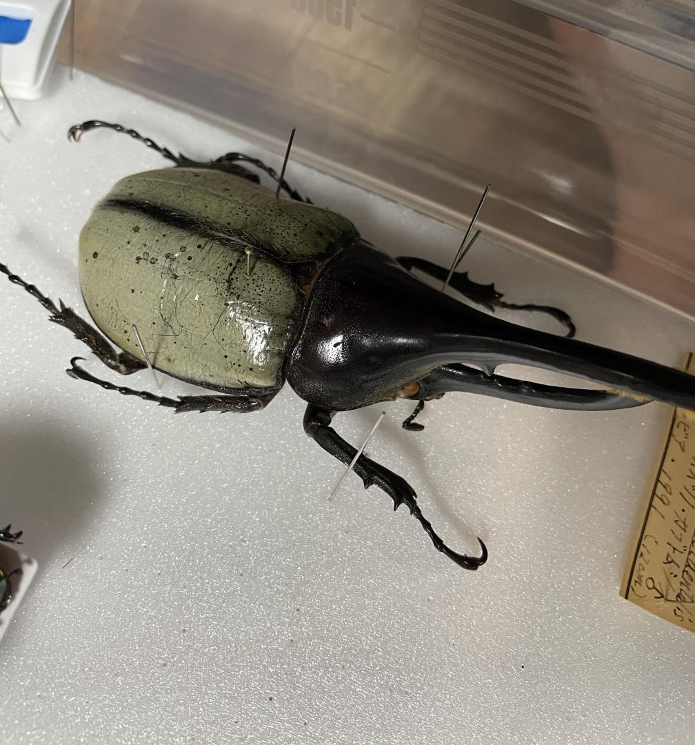 ヘラクレスオオカブト ブルー 標本 野外品