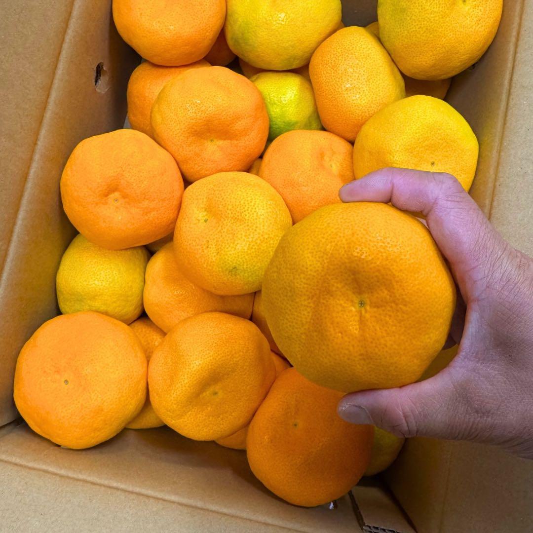 山北みかん　柑橘　5kg 02