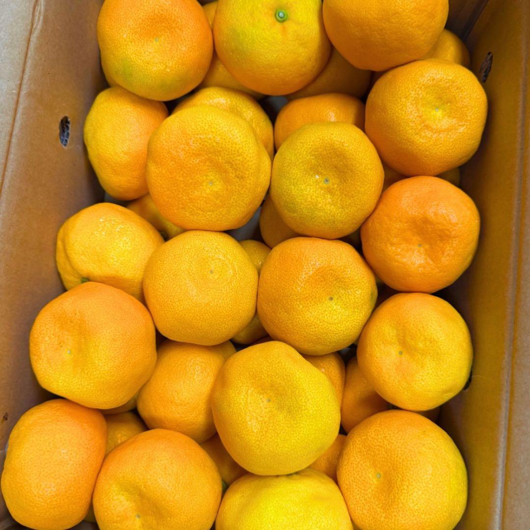 山北みかん　柑橘　5kg 02