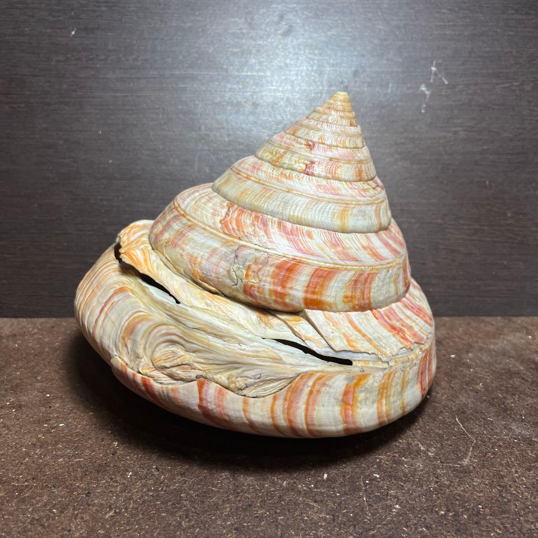 ケ*キ様 激レア　美品　東シナ海産　リュウグウオキナエビス