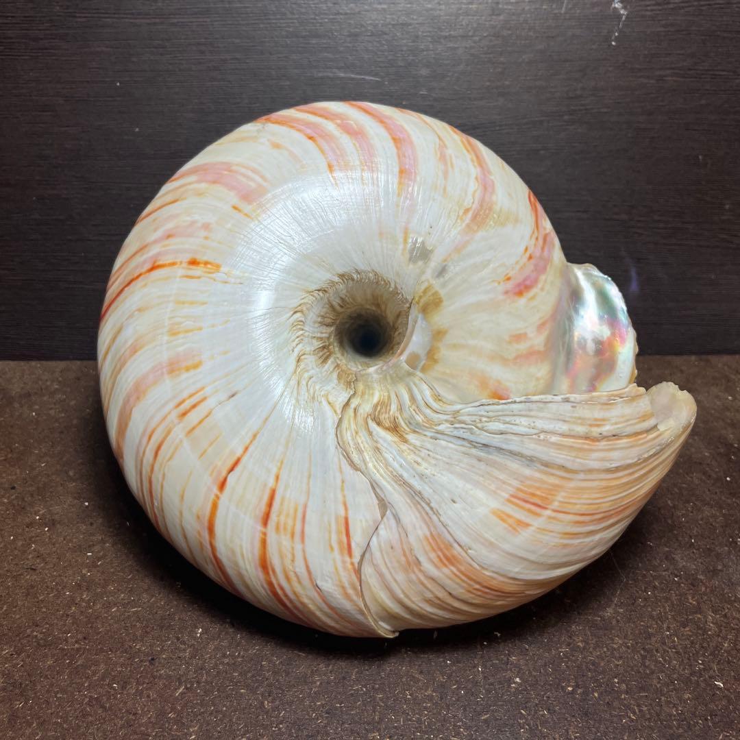 ケ*キ様 激レア　美品　東シナ海産　リュウグウオキナエビス