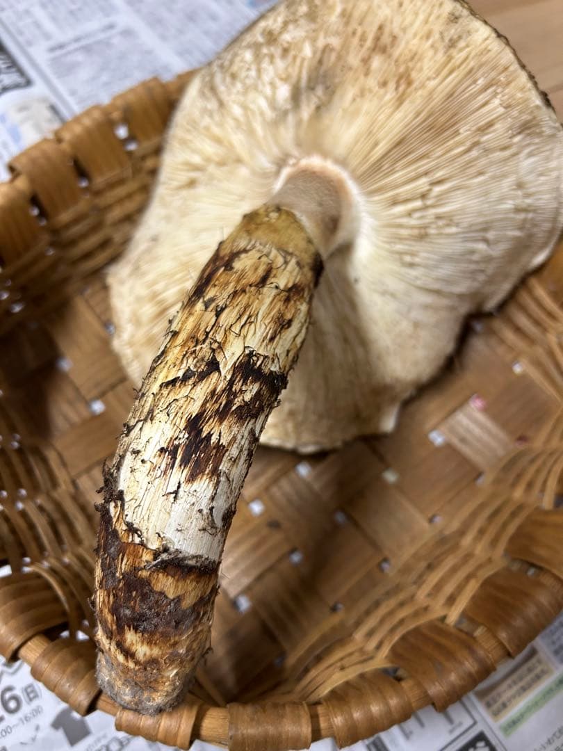 岩手県産松茸　最終15時〆切【特大開き308g 】シーズンラスト