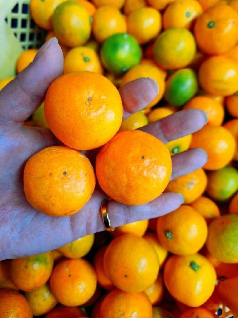 和歌山県有田産　平均糖度15度越え❗宮川早生　10kg　みかんキング　数量限定