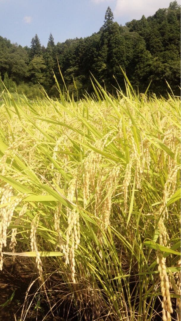 丹波産　コシヒカリ　特別栽培米　白米10キロ