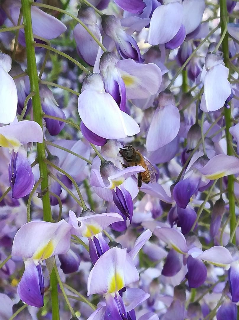 Fika 23　【令7新蜜】国産蜂蜜 百花蜜 1000g 2本