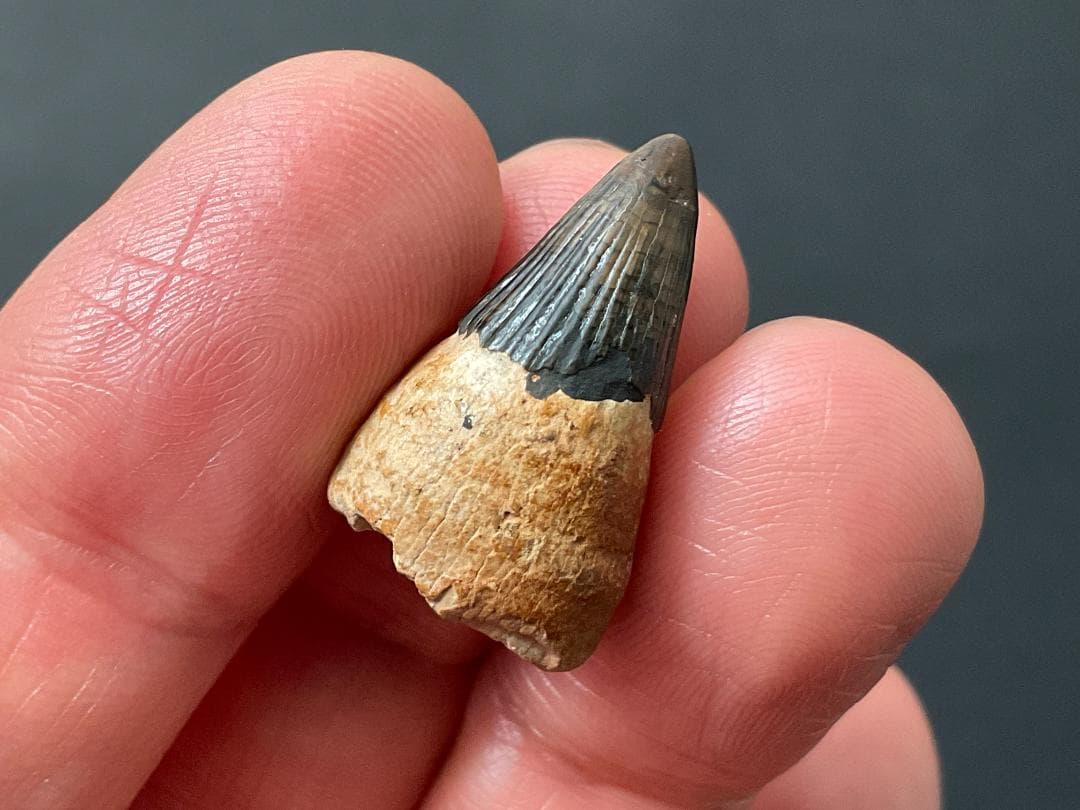 イクチオサウルス 歯 [IC1] 化石 恐竜