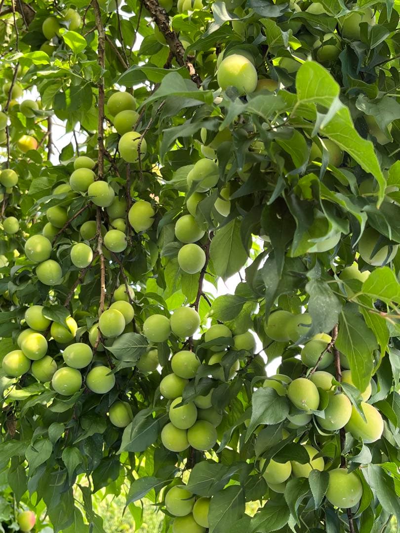 3年蔵出し熟成梅干 種抜き白干し　無選別　無添加　10kg入り