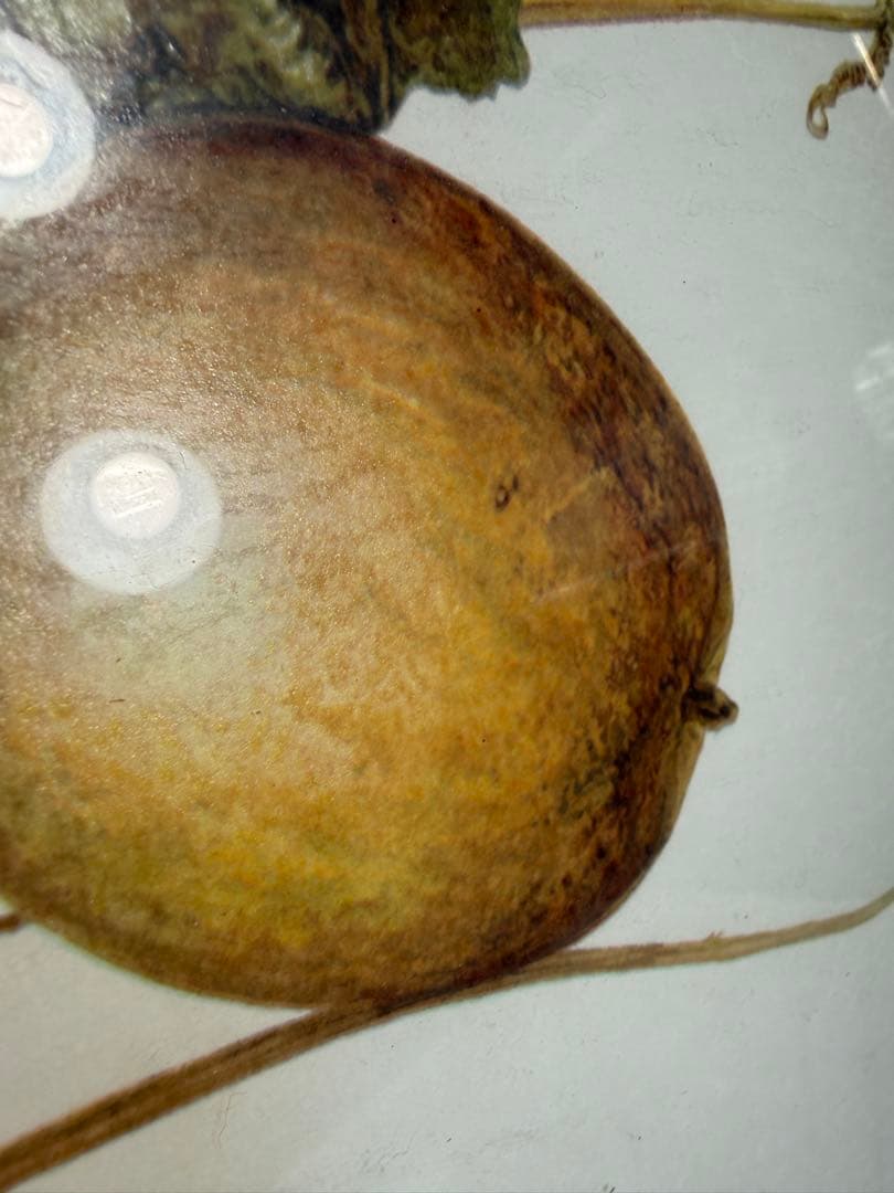 限定25/175 植物写実版画 額装 M.Tateishi ボタニカルアート