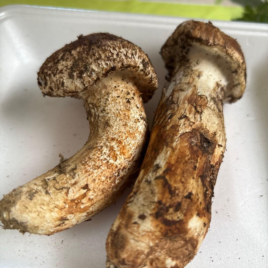 広島県産 松茸２本（125g）①