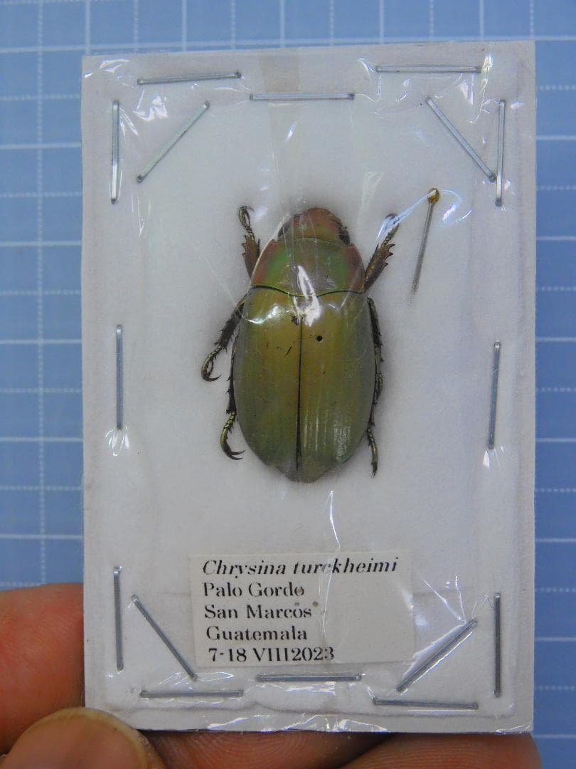 ガテマラ産　トルクメイウグイスロコガネ　23mm