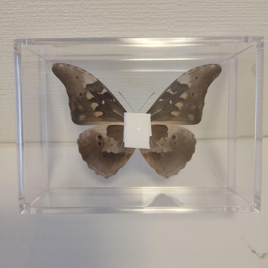 蝶の標本　熱帯ジャングルを舞う宝石(特珍A)