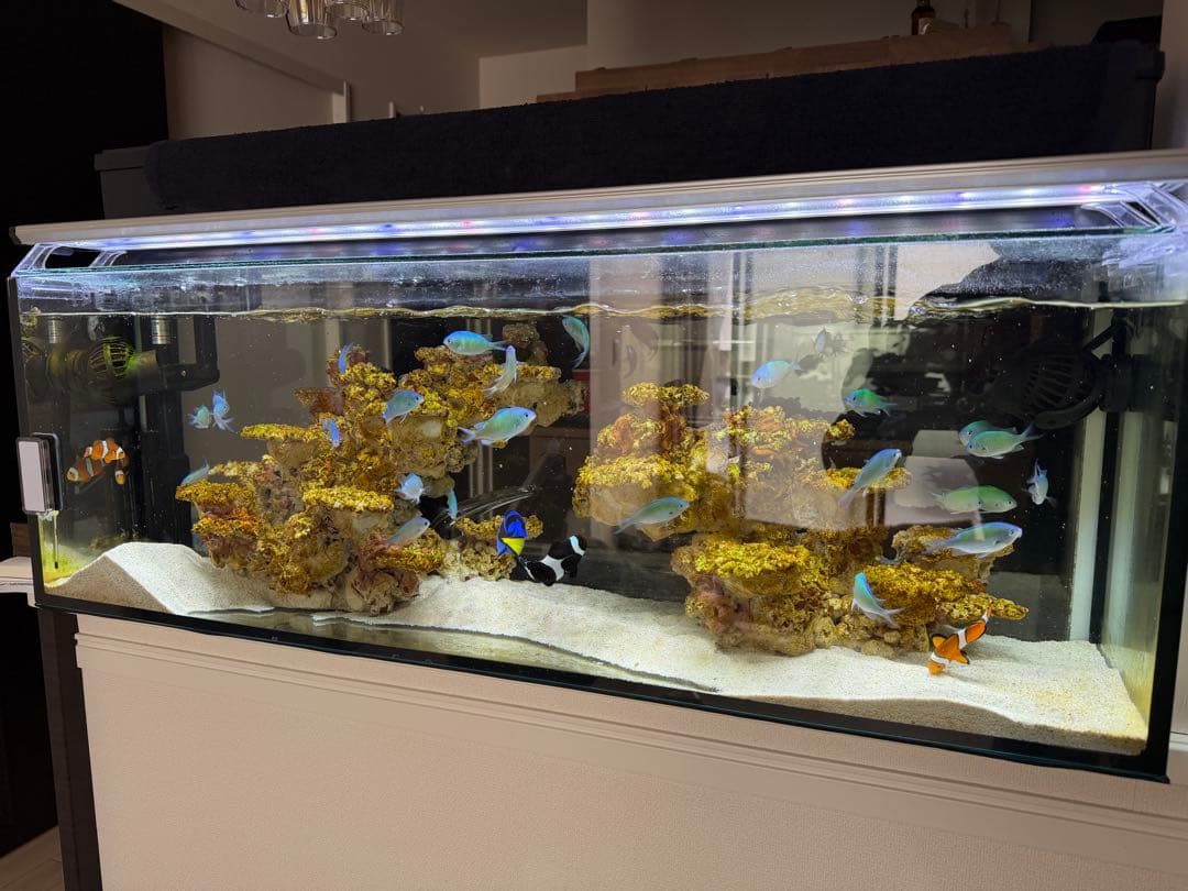 水槽&人工ライブロックセット‼️