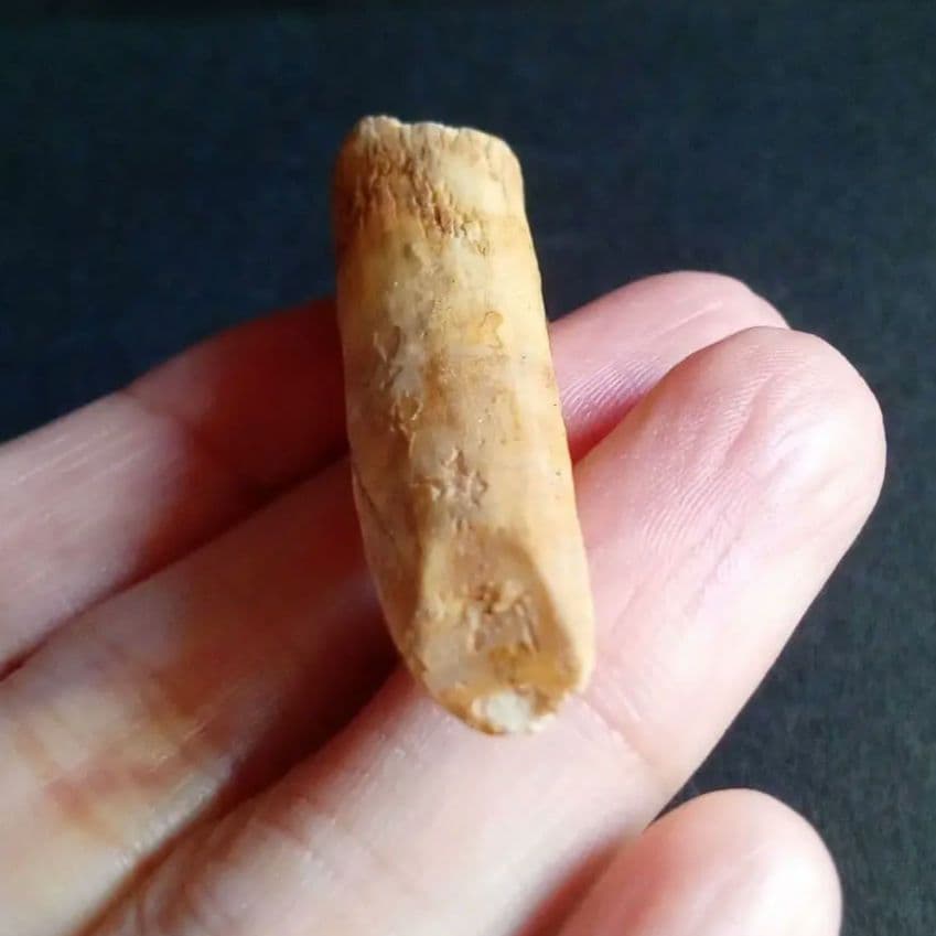 ジュラ紀 (前期〜中期)　大型草食恐竜　アフリカ大陸　竜脚類　特大歯化石