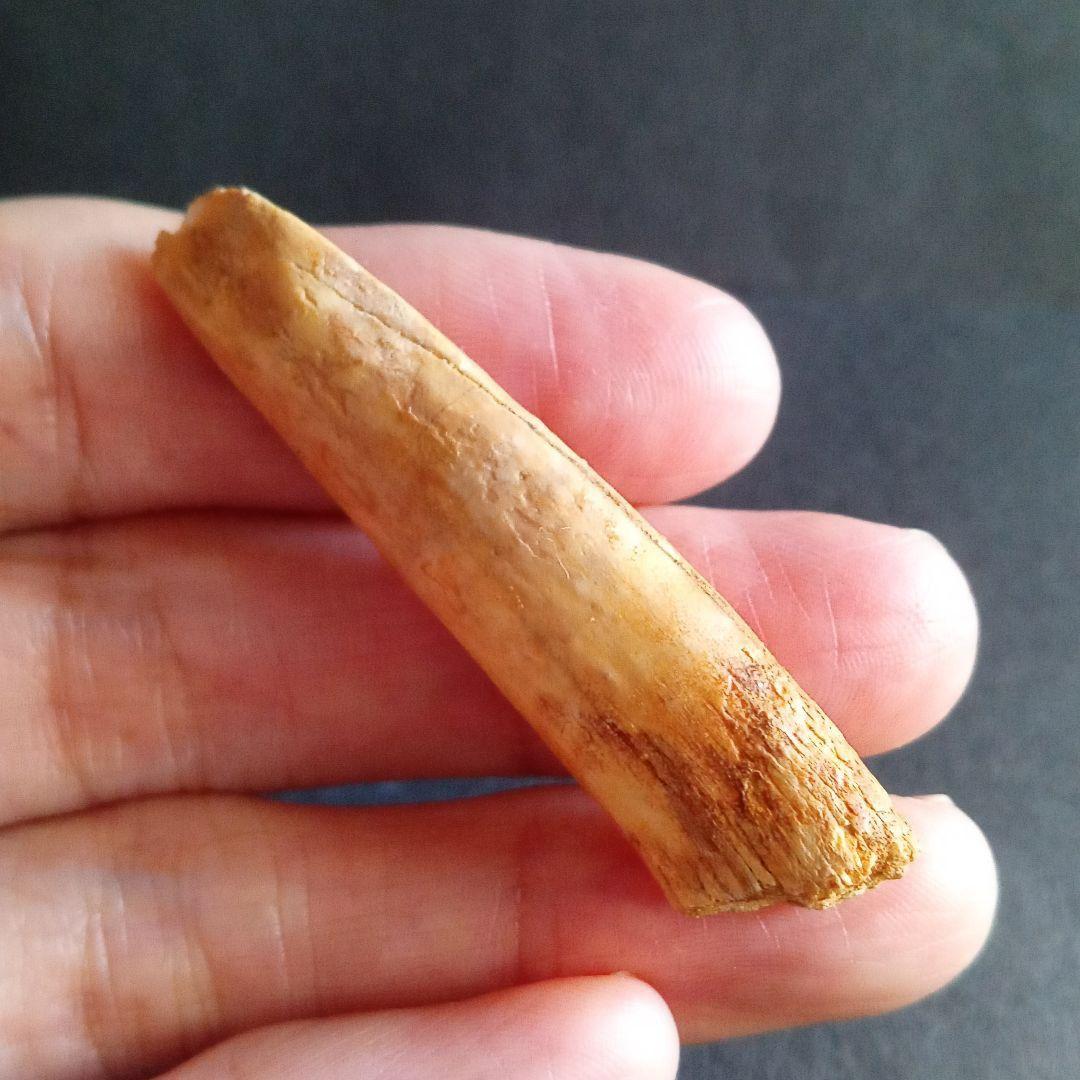 ジュラ紀 (前期〜中期)　大型草食恐竜　アフリカ大陸　竜脚類　特大歯化石