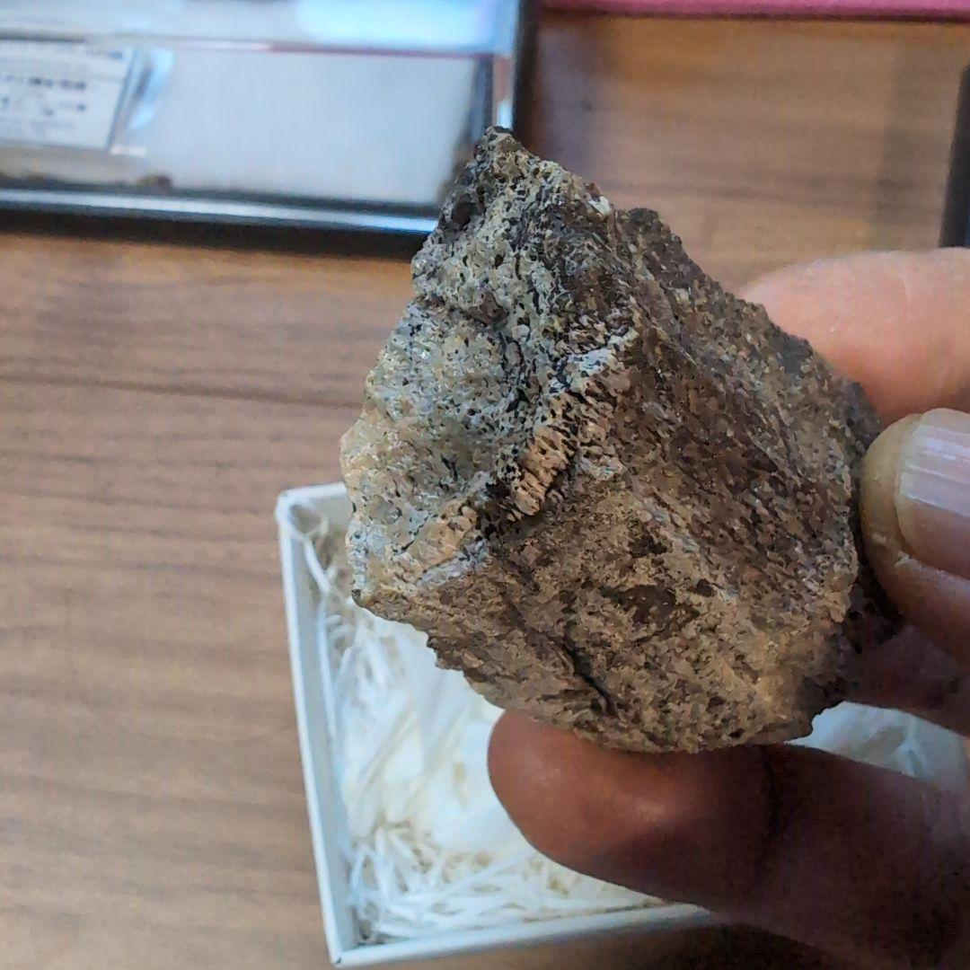 本物　トリケラトプス　角化石　71グラム　ラベル箱付き