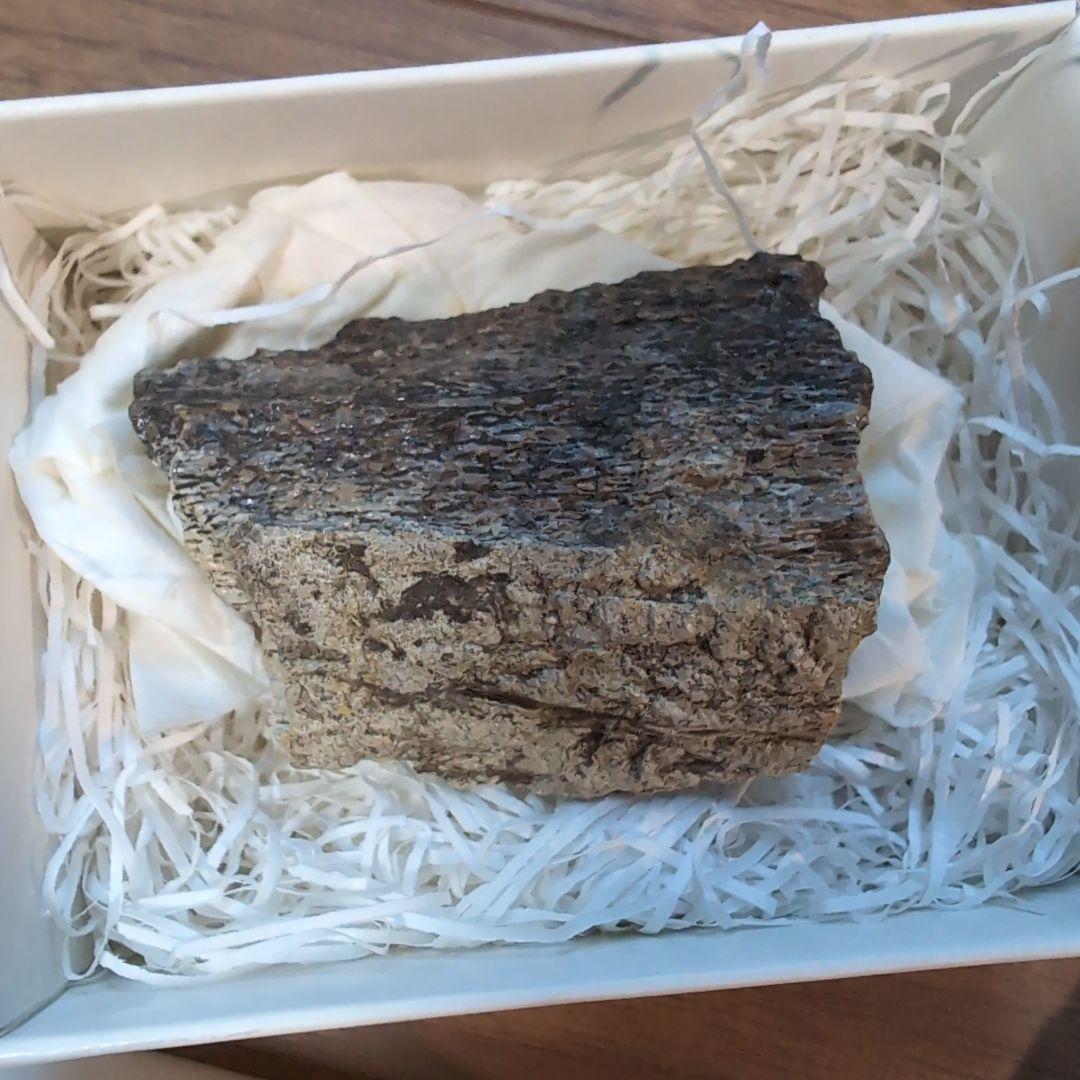 本物　トリケラトプス　角化石　71グラム　ラベル箱付き