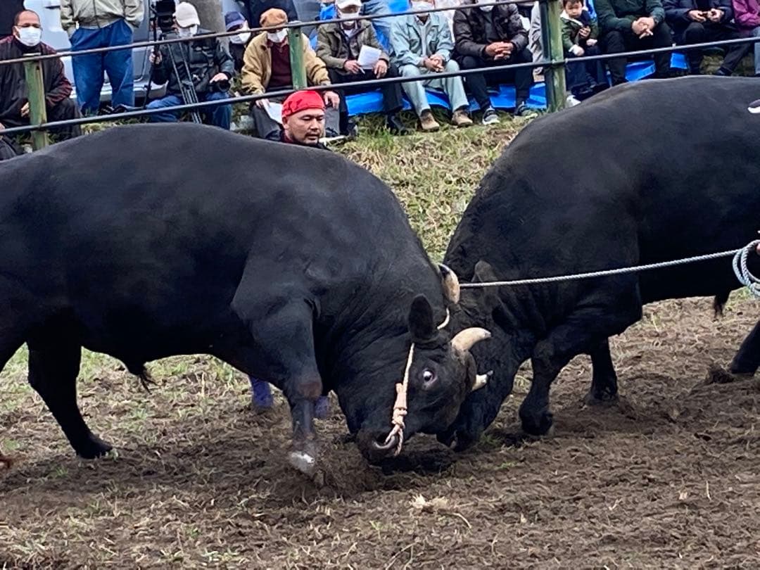 令和７年産米☆いのちの壱☆酵素散布米 ☆玄米 いのちの壱 24.5キロ 精米無料