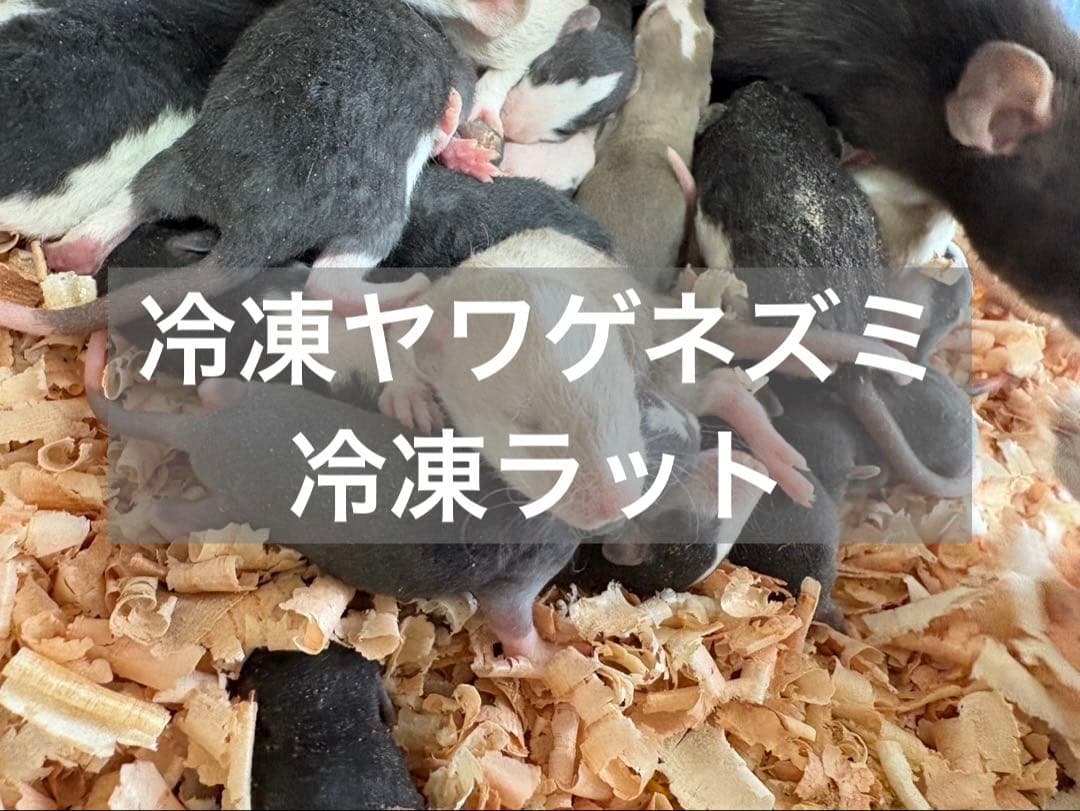 冷凍ヤワゲネズミ、冷凍ラット