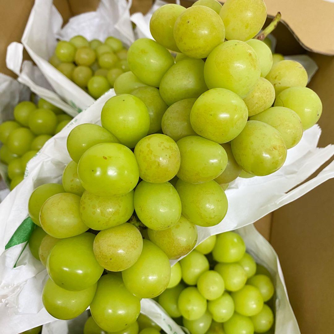 山梨県産　訳あり　家庭用　シャインマスカット　7房　箱込み5.4kg ①