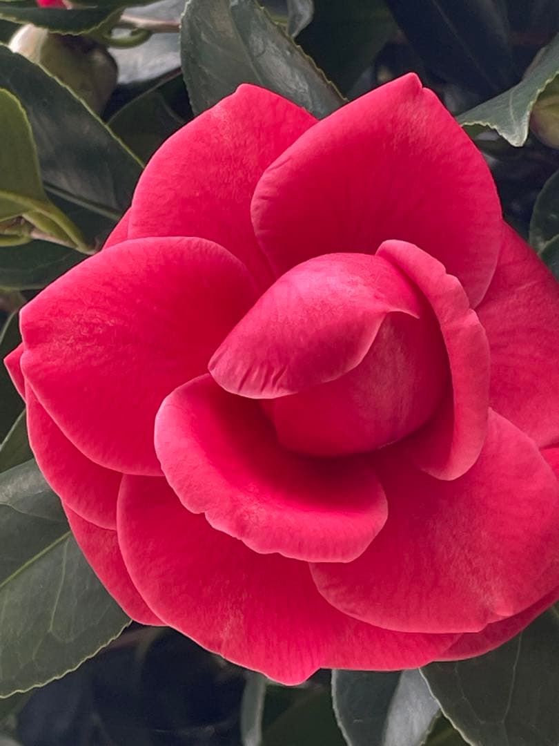 しろたん18kgお姫さまマーク手延そうめん