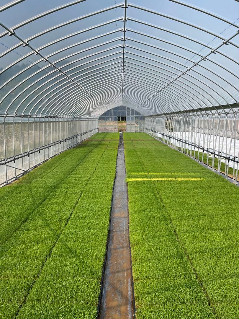 ⭐︎数量限定⭐︎新米 コシヒカリ 千葉県いすみ市産 20キロ　白米　無洗米