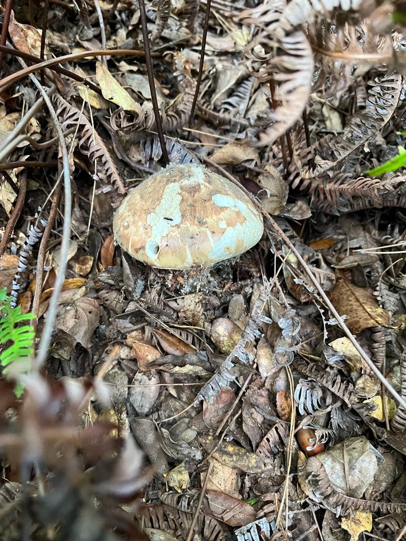 専用です！【大阪泉州産】天然松茸 採れたて良品☆1本110g国産