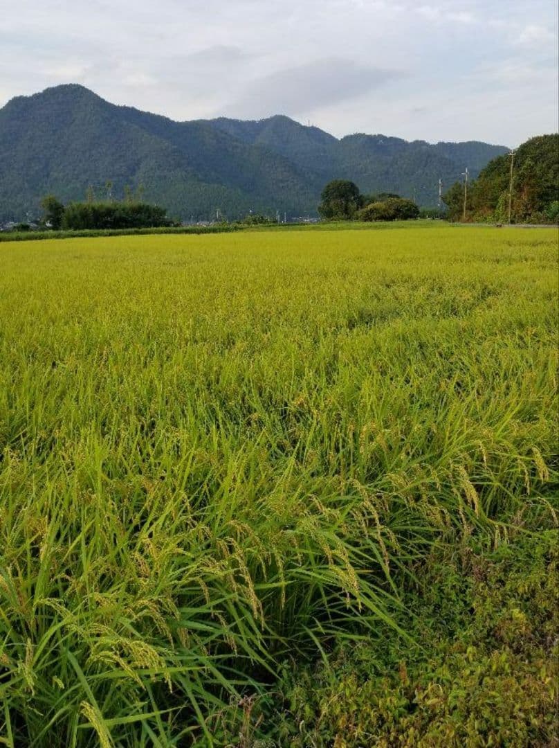 令和7年　兵庫県丹波産 農薬、除草剤不使用　新米コシヒカリ20キロ