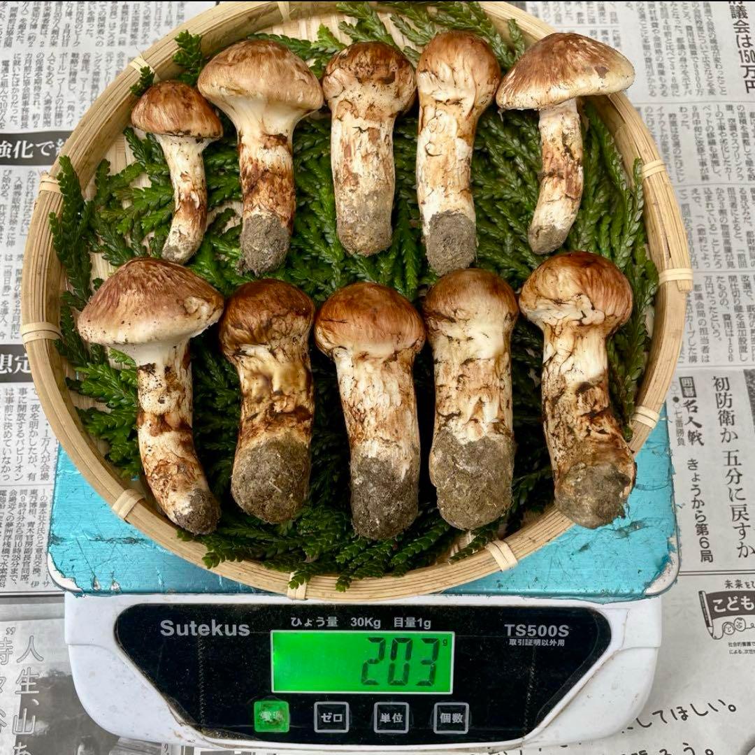 天然きのこ 松茸 国産 良品‼️ マツタケ まつたけ 大自然の凛さん採取その135
