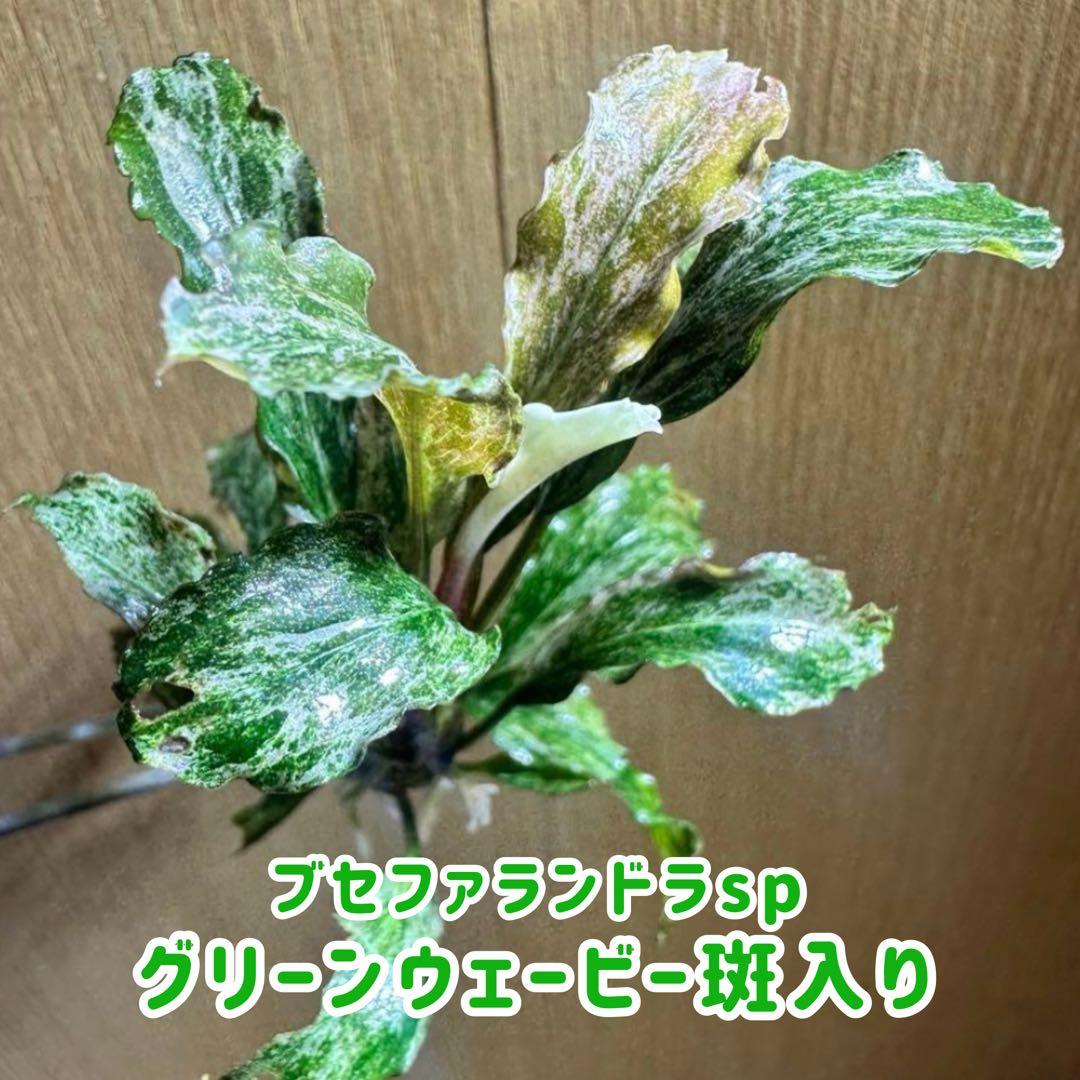 【水中葉】ブセファランドラsp.グリーンウェービー斑入り 完成株