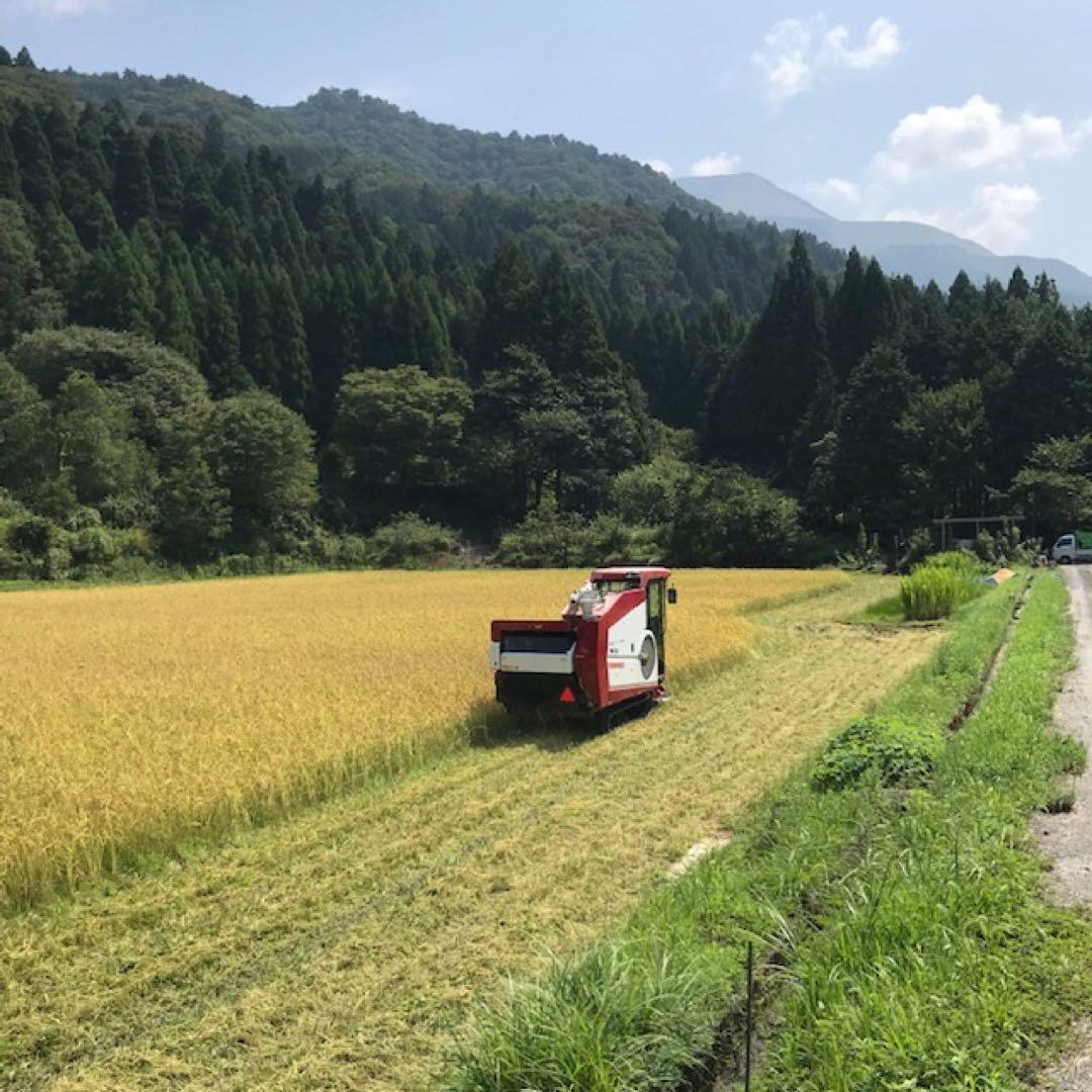 令和七年産 農薬・化学肥料不使用 近江米コシヒカリ オリーブ酵素米10キロ