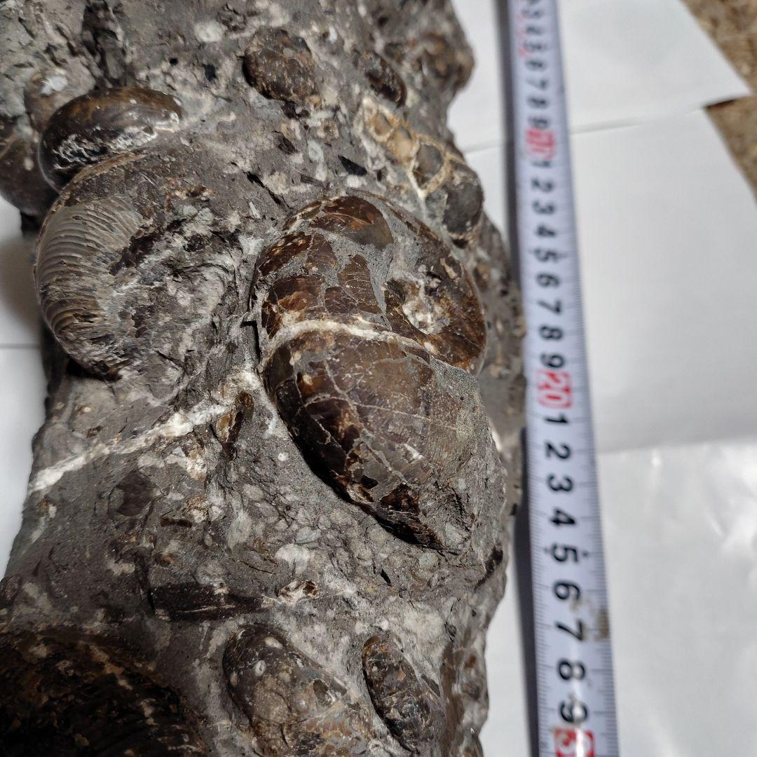 アンモナイト化石