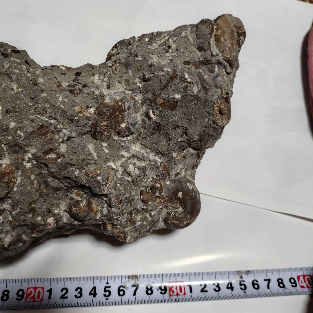 アンモナイト化石