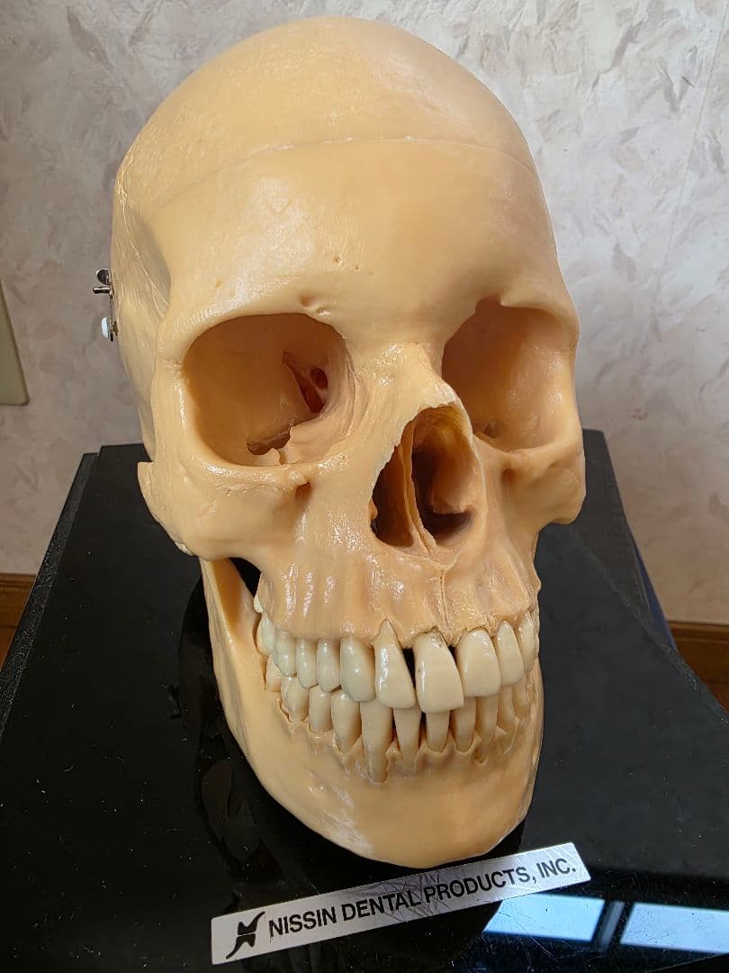 NISSIN DENTAL 頭 歯 模型 アンティーク ガイコツ