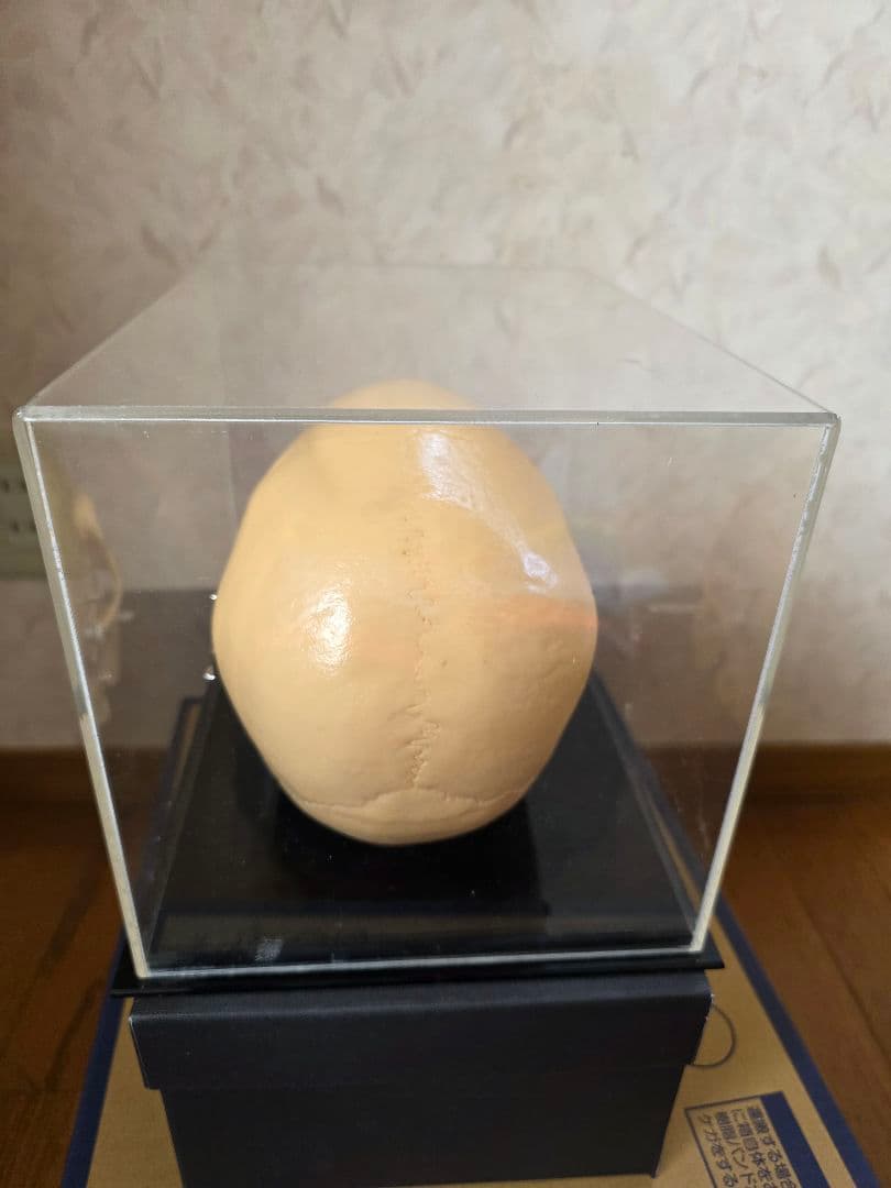 NISSIN DENTAL 頭 歯 模型 アンティーク ガイコツ