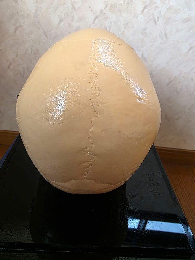 NISSIN DENTAL 頭 歯 模型 アンティーク ガイコツ