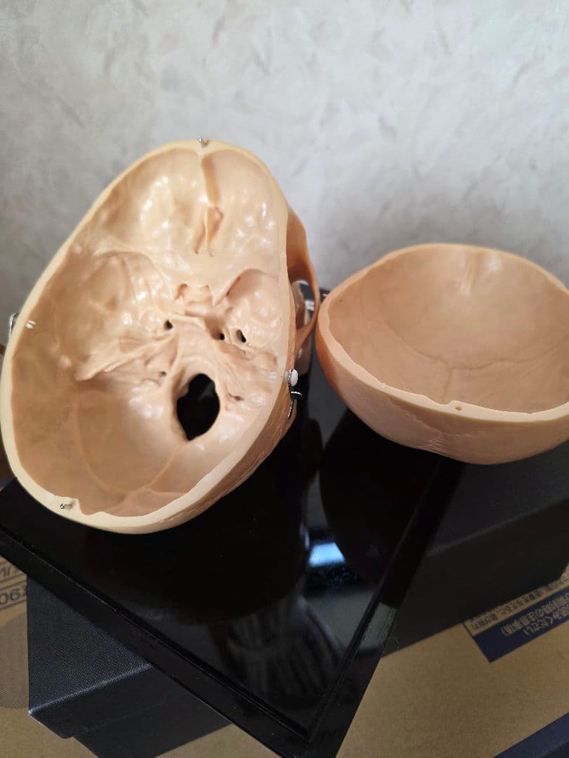 NISSIN DENTAL 頭 歯 模型 アンティーク ガイコツ