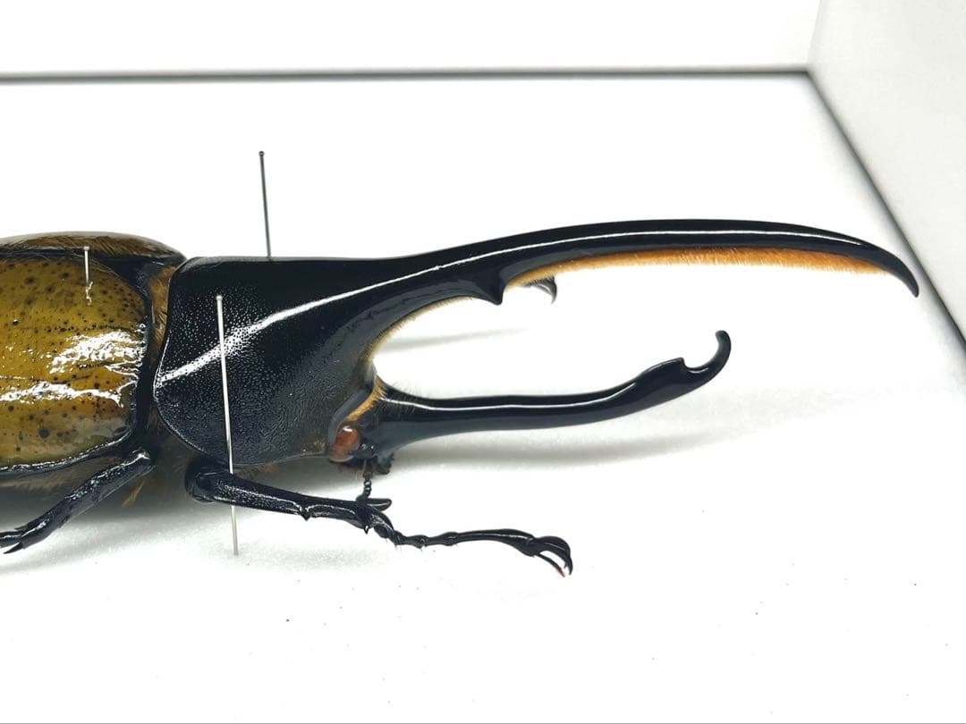 ヘラクレス・パスコアリ　標本　139mm