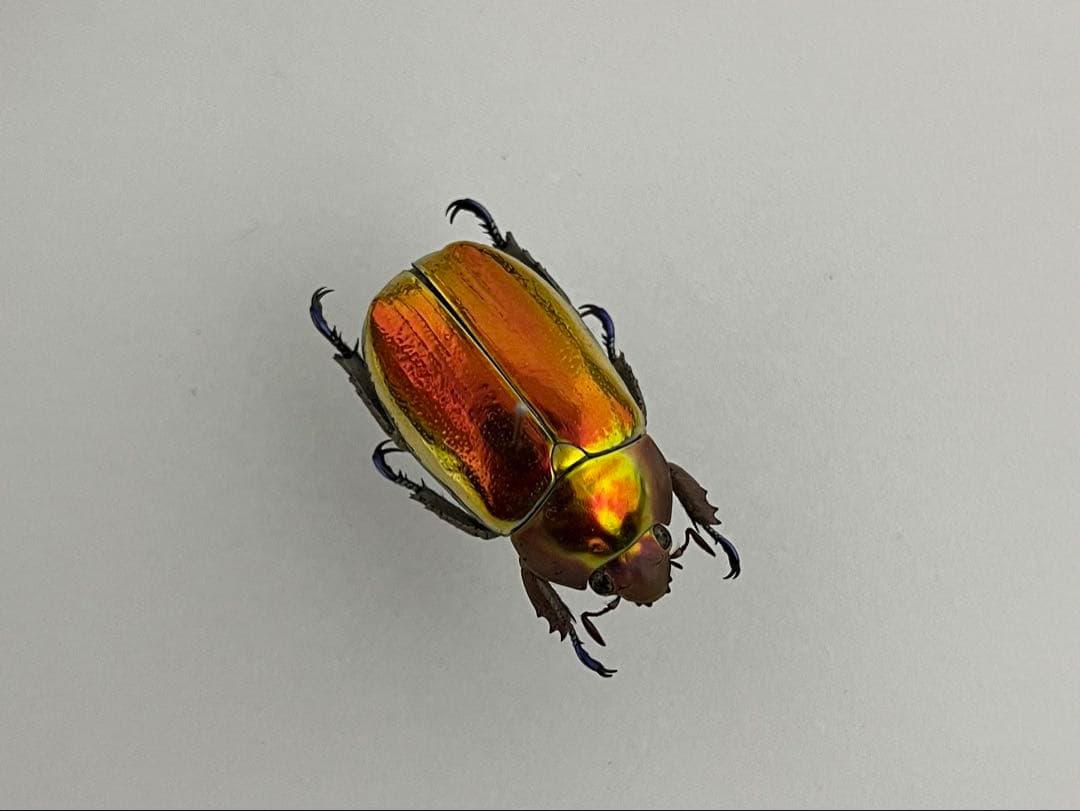 【超激レア個体！】 Chrysina aurigans 標本 プラチナコガネ