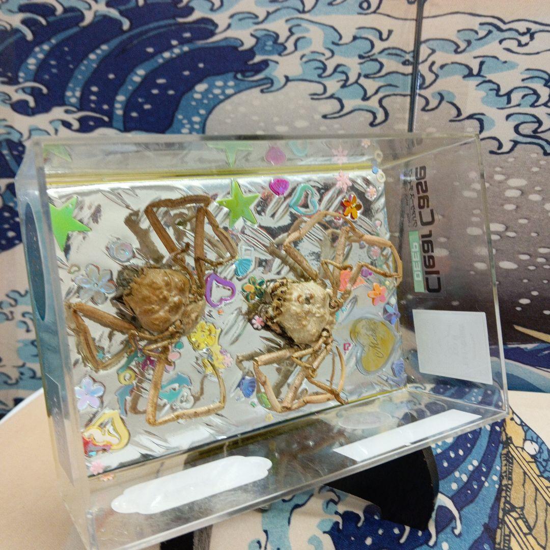 稀少平家怨霊讃岐國屋島檀ノ浦長門國下関壇之浦源平合戦凹凸立体平家蟹鬼面蟹標本飾り