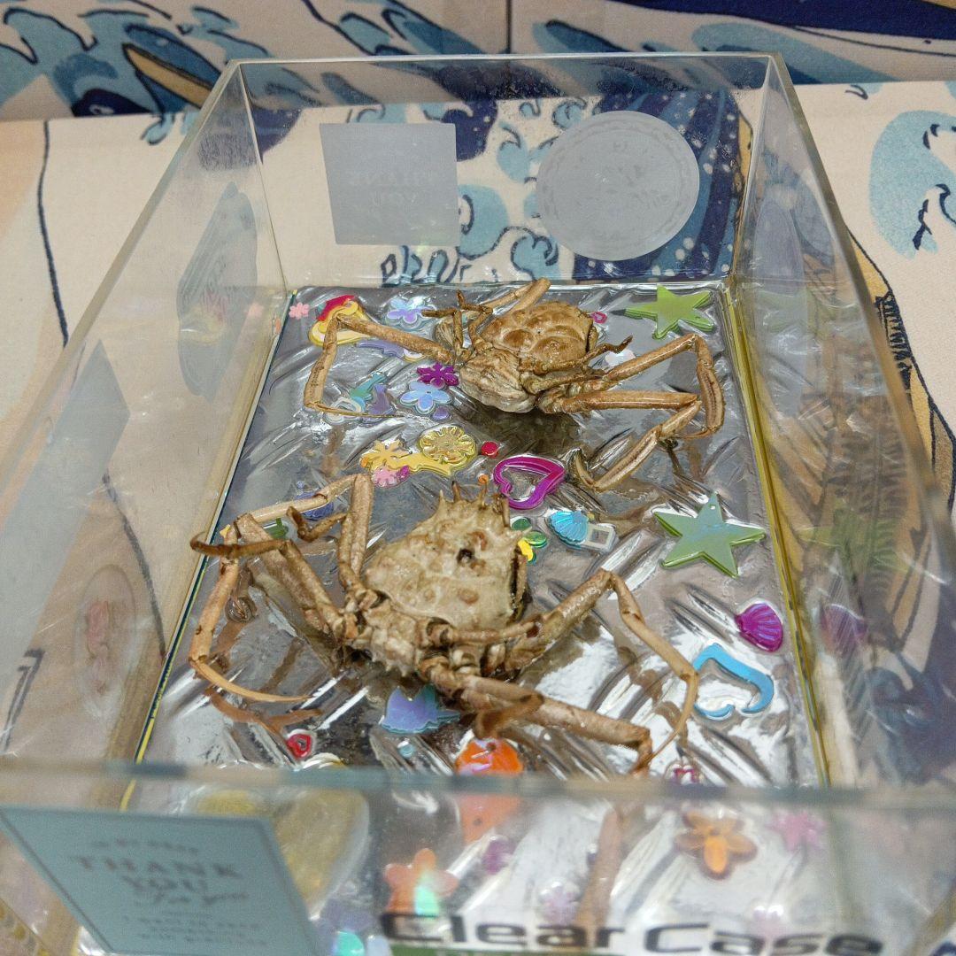 稀少平家怨霊讃岐國屋島檀ノ浦長門國下関壇之浦源平合戦凹凸立体平家蟹鬼面蟹標本飾り