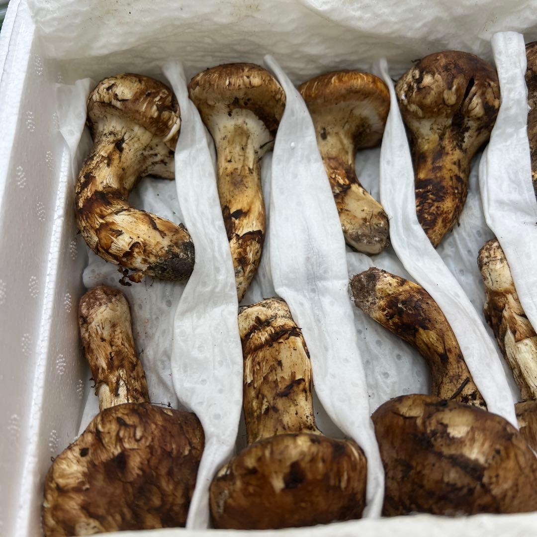 超新鮮な中国産松茸 31本入り　約1キロ入り つぼみ！ 綺麗！