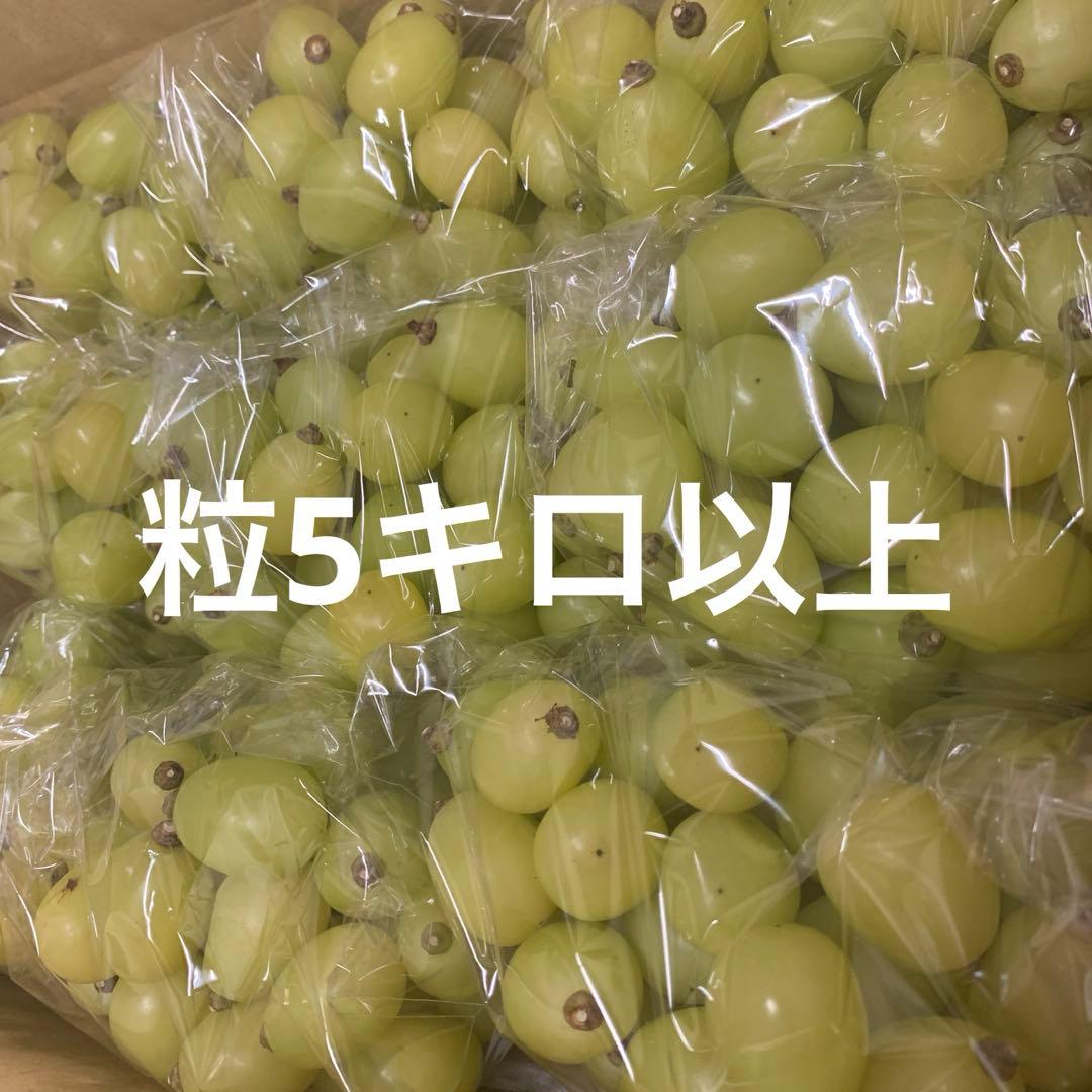 黄色シャインマスカット（粒5キロあ以上）
